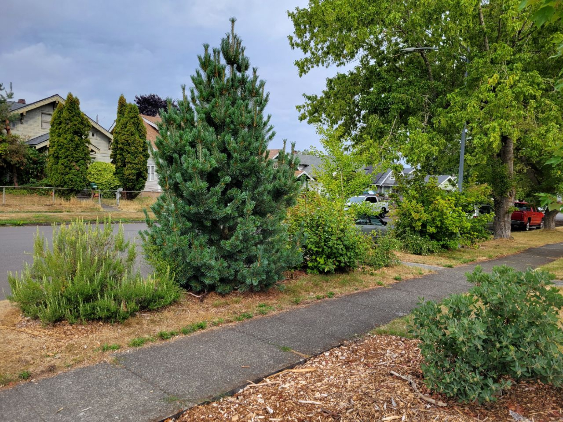 Tacoma’s Lincoln District Gets Tree Planting Boost with Green Blocks Program