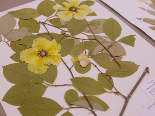 35cc0aae-3e1d-4d83-ab4f-ac439d691795 35cc0aae-3e1d-4d83-ab4f-ac439d691795